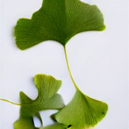 Ginkgo biloba