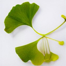 Ginkgo biloba