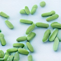 viagra naturale erboriseria